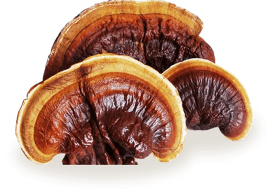 Reishi Mushroom